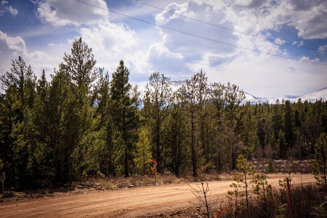 Trees along the road